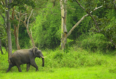 Chimmini Wildlife Sanctuary